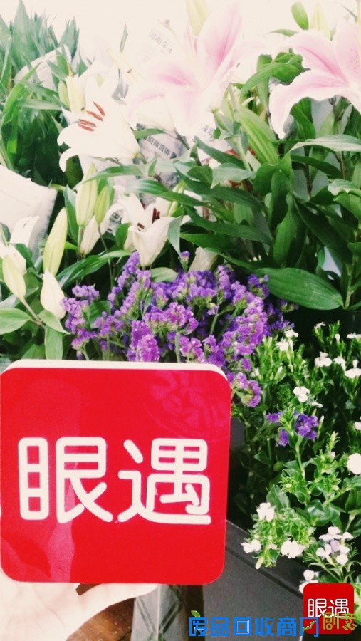 大河网眼遇她世界：百位河南女性的故事之孙璐 静美的花艺制作者