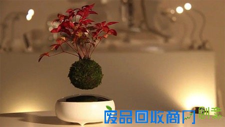  日本黑科技：空中盆景（Air Bonsai）