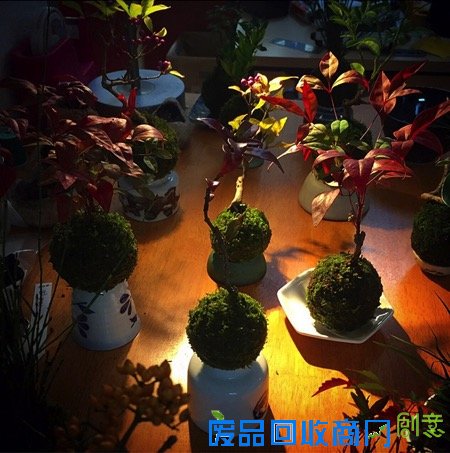  日本黑科技：空中盆景（Air Bonsai）