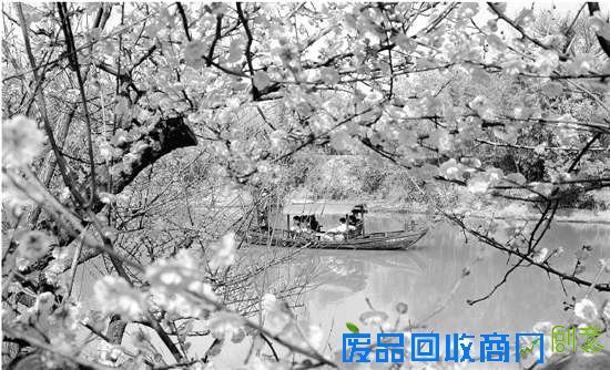 探梅听戏舞狮子 西溪的年味十足