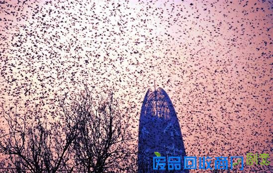 70年未见濒危鸟类栗斑腹鹀重现北京 全球不足千只