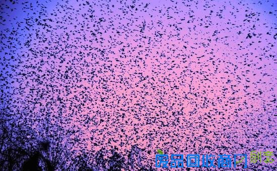 70年未见濒危鸟类栗斑腹鹀重现北京 全球不足千只