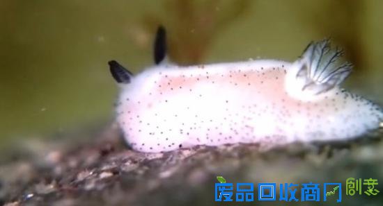 在大多数人的眼中，绝对很难将蛞蝓划为可爱的一类中 ，因为俗称鼻涕虫似乎更能更恰当的概括它的外形 ，不过海蛞蝓可能会颠覆蛞蝓留给你的第一印象。海蛞蝓也叫海兔，是一种甲壳类的软体动物，其种类超过3000多种，今天给大家介绍的adorably fluffy 和 Jorunna parva 就是在日本海岸发现的其中两种，日本人也将海兔称为雨虎。