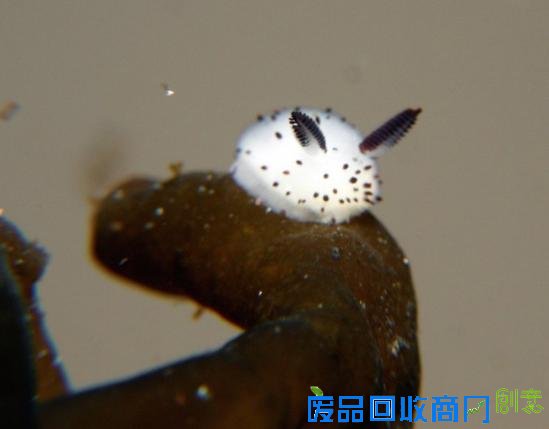 在大多数人的眼中，绝对很难将蛞蝓划为可爱的一类中 ，因为俗称鼻涕虫似乎更能更恰当的概括它的外形 ，不过海蛞蝓可能会颠覆蛞蝓留给你的第一印象。海蛞蝓也叫海兔，是一种甲壳类的软体动物，其种类超过3000多种，今天给大家介绍的adorably fluffy 和 Jorunna parva 就是在日本海岸发现的其中两种，日本人也将海兔称为雨虎。