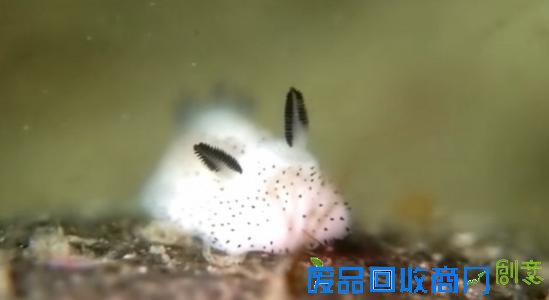 在大多数人的眼中，绝对很难将蛞蝓划为可爱的一类中 ，因为俗称鼻涕虫似乎更能更恰当的概括它的外形 ，不过海蛞蝓可能会颠覆蛞蝓留给你的第一印象。海蛞蝓也叫海兔，是一种甲壳类的软体动物，其种类超过3000多种，今天给大家介绍的adorably fluffy 和 Jorunna parva 就是在日本海岸发现的其中两种，日本人也将海兔称为雨虎。