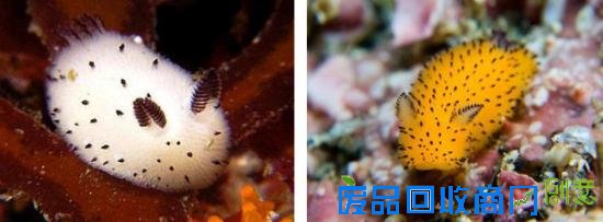 在大多数人的眼中，绝对很难将蛞蝓划为可爱的一类中 ，因为俗称鼻涕虫似乎更能更恰当的概括它的外形 ，不过海蛞蝓可能会颠覆蛞蝓留给你的第一印象。海蛞蝓也叫海兔，是一种甲壳类的软体动物，其种类超过3000多种，今天给大家介绍的adorably fluffy 和 Jorunna parva 就是在日本海岸发现的其中两种，日本人也将海兔称为雨虎。