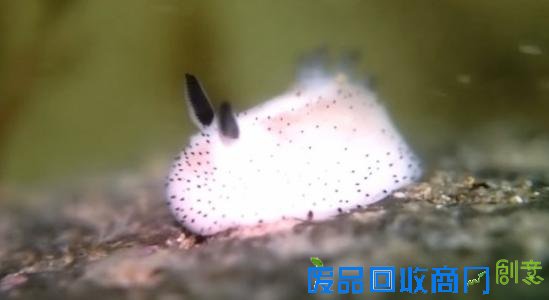 在大多数人的眼中，绝对很难将蛞蝓划为可爱的一类中 ，因为俗称鼻涕虫似乎更能更恰当的概括它的外形 ，不过海蛞蝓可能会颠覆蛞蝓留给你的第一印象。海蛞蝓也叫海兔，是一种甲壳类的软体动物，其种类超过3000多种，今天给大家介绍的adorably fluffy 和 Jorunna parva 就是在日本海岸发现的其中两种，日本人也将海兔称为雨虎。
