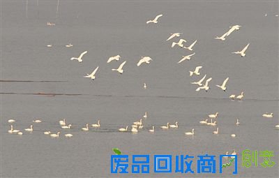 数万只白天鹅“做客”石臼湖