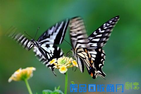 APEC放假去哪玩?