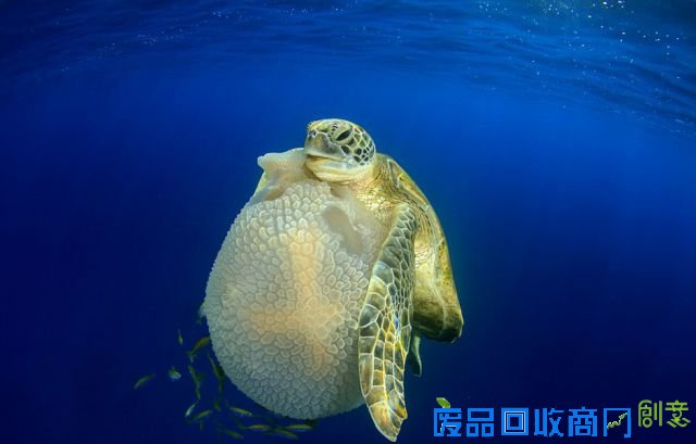 2016年水下摄影大赛获奖作品出炉 “黄金海马”夺魁