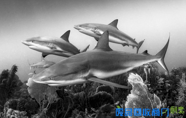 2016年水下摄影大赛获奖作品出炉 “黄金海马”夺魁