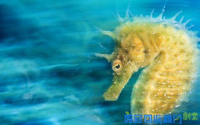 2016年水下摄影大赛获奖作品出炉 “黄金海马”夺魁
