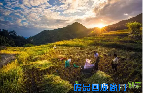 《秋收》岑健虹摄