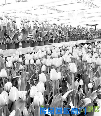 江苏大丰绿色发展演绎出城乡统筹新路径