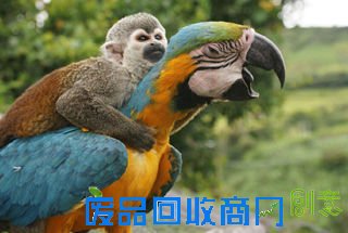 盘点动物界异类搭便车