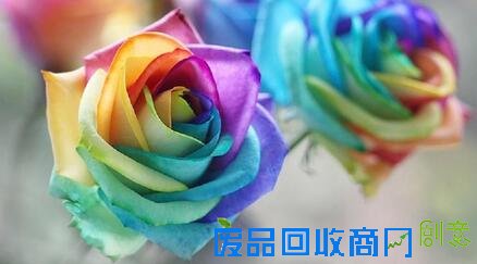 [社会] 情人节异色花走俏 蓝色妖姬多为＂染色＂