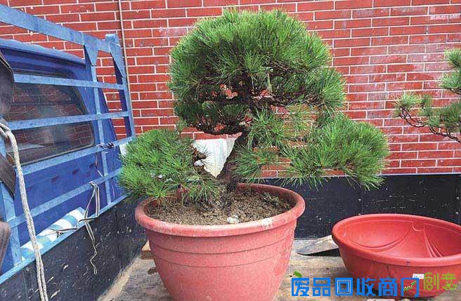 這一盆黑松，市值高達45萬元。(中時資料照)