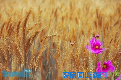 台中大雅轻旅行 畅游金黄麦浪吹乡村风