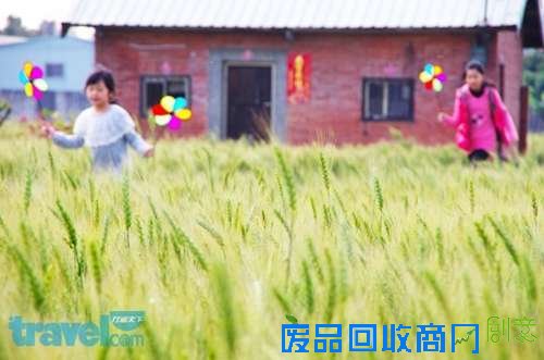 台中大雅轻旅行 畅游金黄麦浪吹乡村风