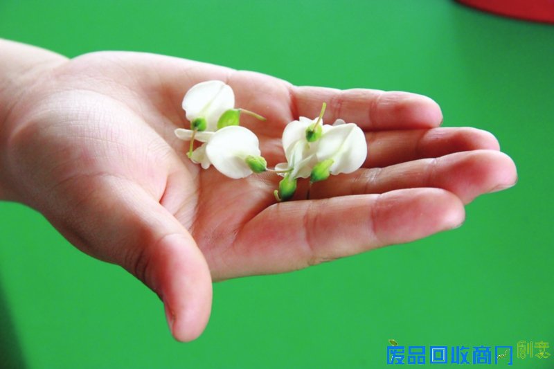 槐花香飘满校园 快乐采摘让语文更有趣