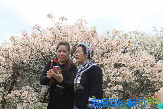 第三届三堡桐花节笑迎八方宾客
