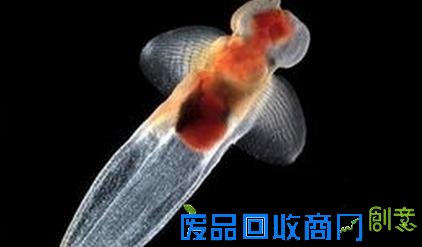 唯美梦幻！日本展出冰海精灵 被赞誉为“浮在半空中的天使”[图]