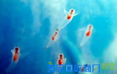 唯美梦幻！日本展出冰海精灵 被赞誉为“浮在半空中的天使”[图]