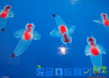 唯美梦幻！日本展出冰海精灵 被赞誉为“浮在半空中的天使”[图]