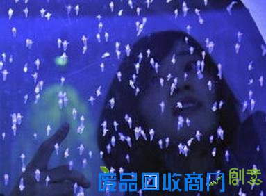 唯美梦幻！日本展出冰海精灵 被赞誉为“浮在半空中的天使”[图]