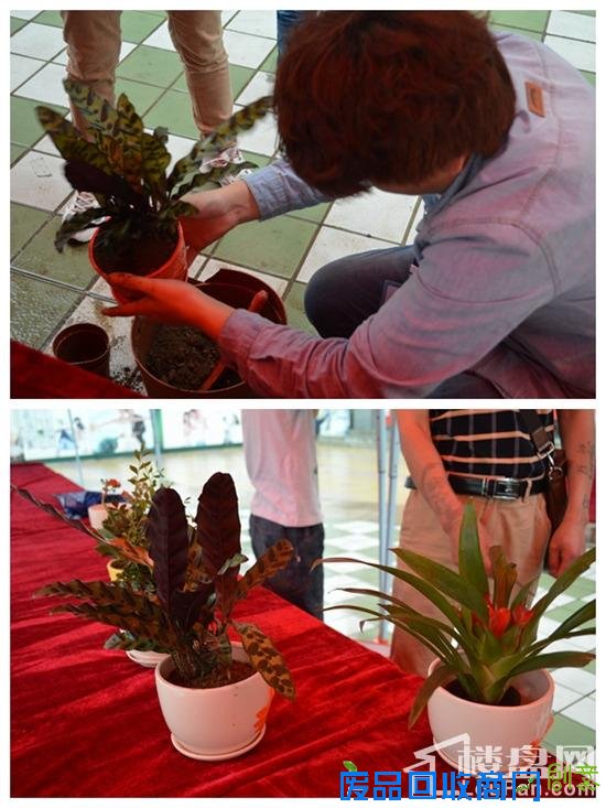 乐活城最美的时光第二季劳动最光荣 绿植盆栽DIY