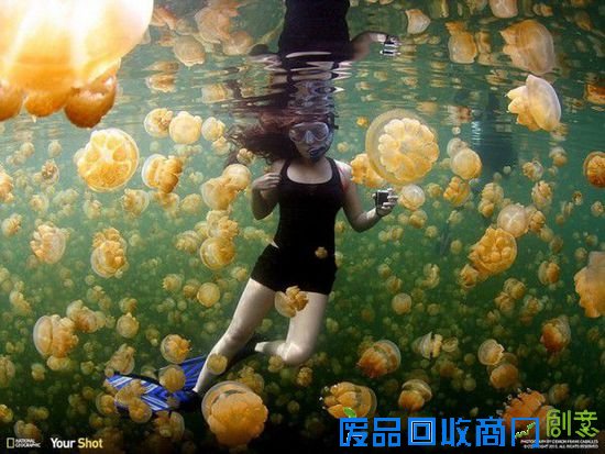 《国家地理》发布最佳美图：好奇企鹅镜头前卖萌