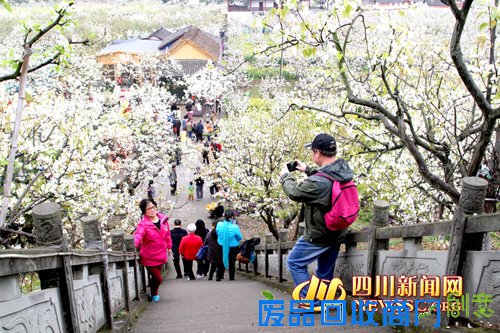第十二届中国苍溪梨花节九大活动精彩纷呈(图)