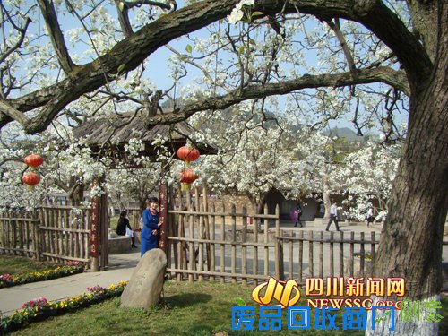 第十二届中国苍溪梨花节九大活动精彩纷呈(图)