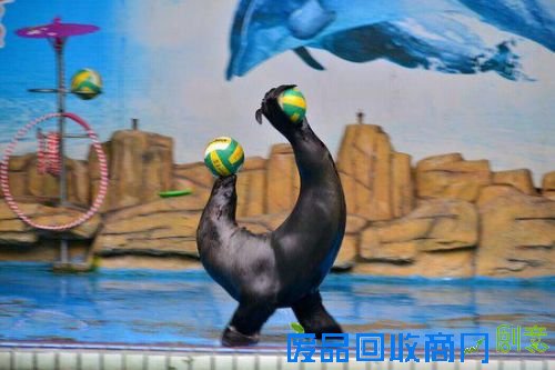 中交·宜城春晓 “鲸”喜明天见