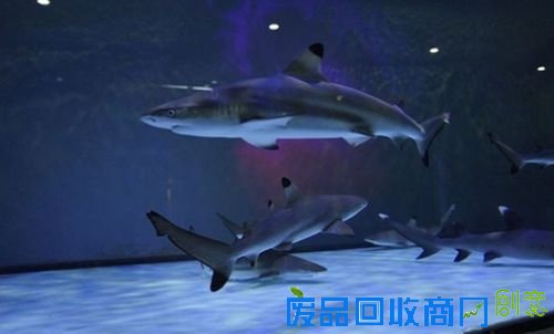 中交·宜城春晓 “鲸”喜明天见