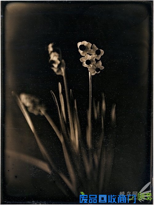 花样美男爱银版：穿过死之幽谷的彼岸花