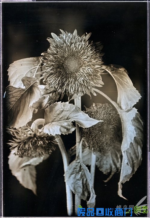 花样美男爱银版:穿过死之幽谷的彼岸花 花样美男爱银版:穿过死之幽谷的彼岸花