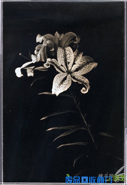 花样美男爱银版:穿过死之幽谷的彼岸花 花样美男爱银版:穿过死之幽谷的彼岸花