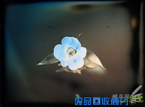 花样美男爱银版:穿过死之幽谷的彼岸花 花样美男爱银版:穿过死之幽谷的彼岸花