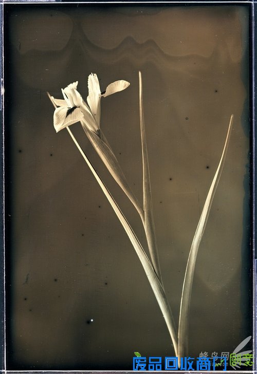 花样美男爱银版:穿过死之幽谷的彼岸花 花样美男爱银版:穿过死之幽谷的彼岸花