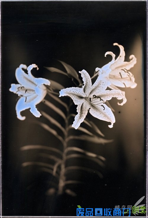 花样美男爱银版:穿过死之幽谷的彼岸花 花样美男爱银版:穿过死之幽谷的彼岸花