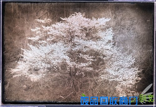 花样美男爱银版:穿过死之幽谷的彼岸花 花样美男爱银版:穿过死之幽谷的彼岸花