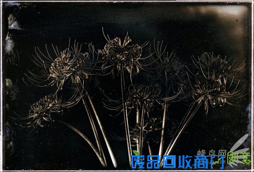 花样美男爱银版:穿过死之幽谷的彼岸花 花样美男爱银版:穿过死之幽谷的彼岸花