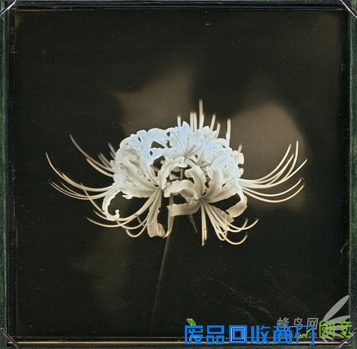 花样美男爱银版:穿过死之幽谷的彼岸花 花样美男爱银版:穿过死之幽谷的彼岸花