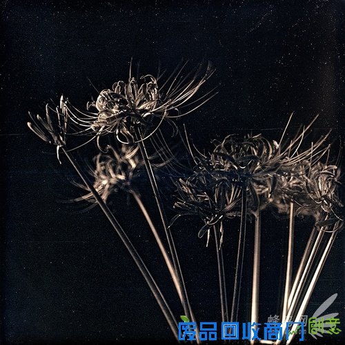 花样美男爱银版:穿过死之幽谷的彼岸花 花样美男爱银版:穿过死之幽谷的彼岸花