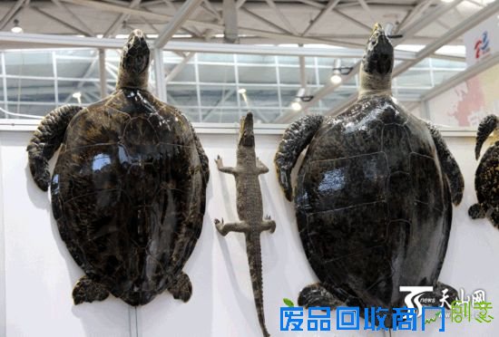 【组图】深海灵物玳瑁游来新疆盘点亚欧博览会上的新奇特I