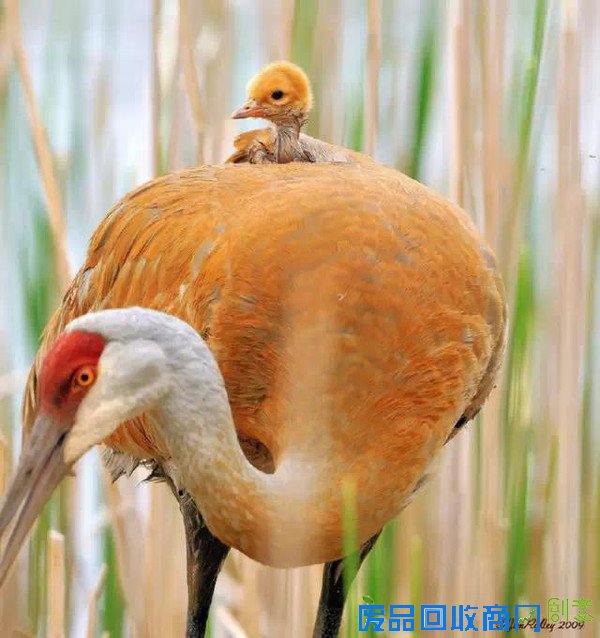 20张经典母爱照片，温暖你的心！