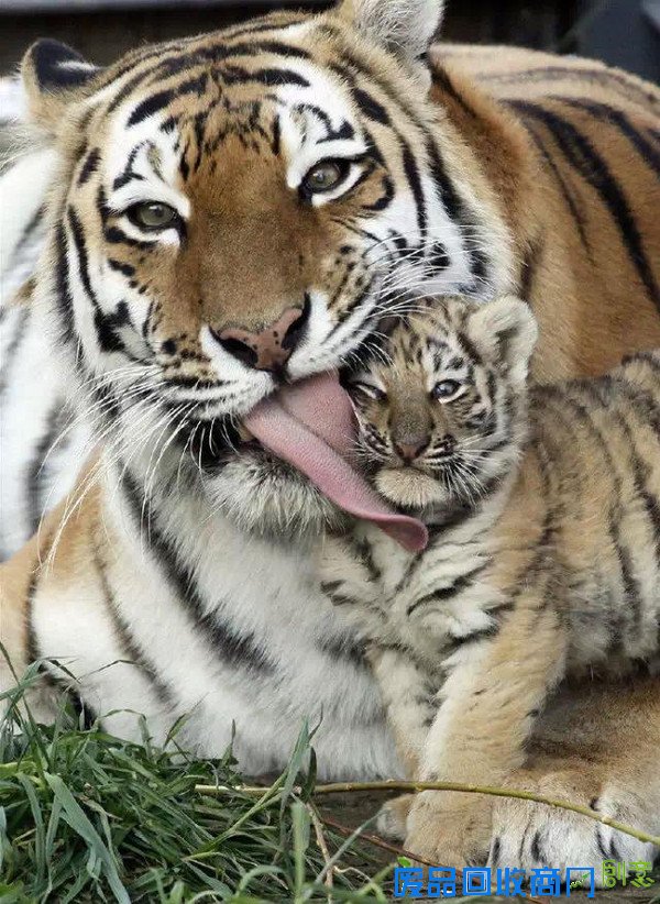 20张经典母爱照片，温暖你的心！