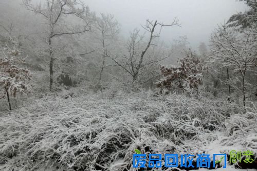 青岛现罕见春雪 引摄影爱好者前来观赏