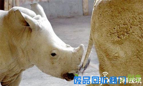 全球最萌动物排行榜：可爱的它们怎能伤害